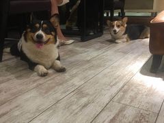 -百好乐宠物友好餐厅(朝外大街店)