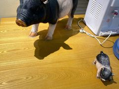 -小稻田辣椒炒肉(大浪商业中心店)