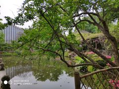-上海醉白池公园