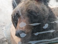 -东方熊牧场