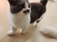 -喵宠乐园·撸猫互动·猫舍