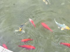 -八达岭孔雀城