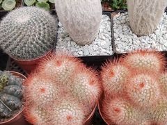 -秦美花卉(天朗·莱茵小城2期店)