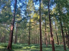 -黄海国家森林公园