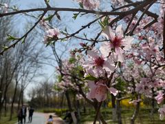 -大兴滨河森林公园