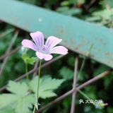 7.15乌鲁木齐-天山天池 天山天池可以说是本地重点的旅游