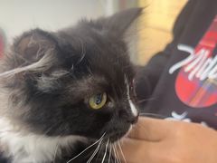 -爱洗澡的猫(天河路店)