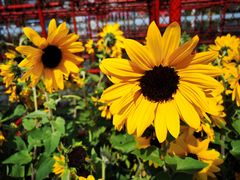 -海心沙亚运公园