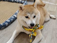 -柴迷FANS CLUB·柴犬狗咖·猫咖