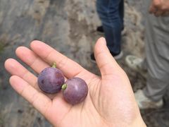 -马陆小张葡萄园农家乐