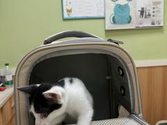-瑞鹏宠物医院·夜间急症·心超·猫科(祖庙分店)