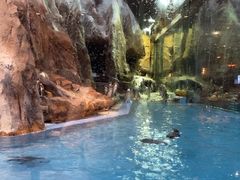 -帝企鹅自助餐厅•儿童岛•真企鹅(长隆企鹅酒店)