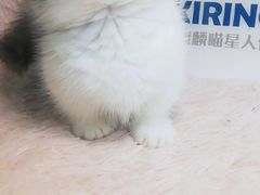 -十年猫舍·猫咪专门店(普陀店)