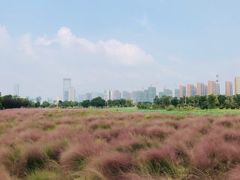 -映月湖中央公园
