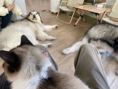 -李小姐の猫咖啡馆(五角场店)