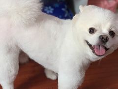 -美联众合动物医院·24h京西诊疗中心