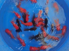 -中环花鸟鱼虫市场