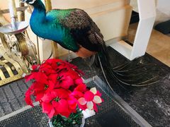 -西双版纳融创皇冠假日度假酒店