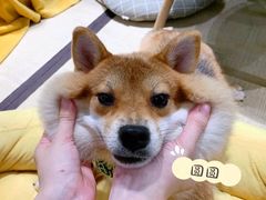 -逗柴咖啡屋·狗咖猫咖宠物桌游