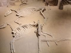 -洛阳周王城天子驾六博物馆