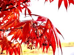 -九里河湿地公园