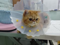-纳吉亚猫专科动物医院博雅分院