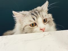 -飞行喵MR PILOT|猫舍·猫咖(静安大融城店)