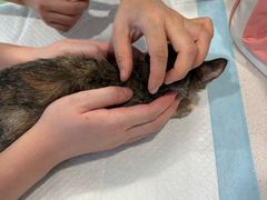 -艾吉宠物医院·疑难杂症转诊中心·猫友好(碧江路院)