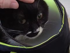 -喜多萌中农锦绣动物医院24H·猫科·牙科MRI·CT