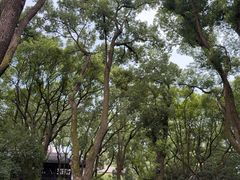-上海醉白池公园