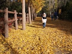 -北京麋鹿生态实验中心