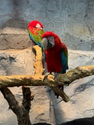 -Zoolung Zoolung动物主题公园(海信广场店)