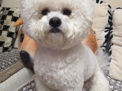 -伟伟宠物医院·CT影像中心·瑞派犬猫综合性门诊(汉口总院)