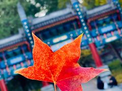 -香山公园