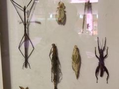 -陕西自然博物馆