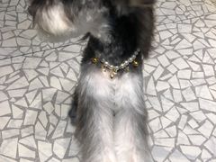 -momokira米努特·德文卷毛猫·棉花面纱犬