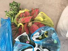 -龙大花卉苗木市场