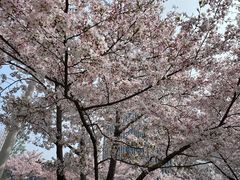 -武汉大学-樱园