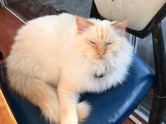-猫小院猫主题咖啡厅(北锣店)