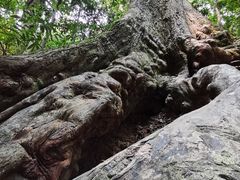 -西双版纳原始森林公园