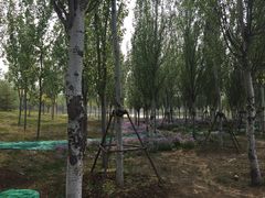 -东郊湿地公园