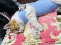 -瑞派·关忠动物医院·猫专科·犬专科(三环新城店)