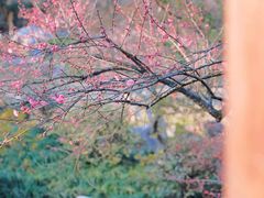 -杭州植物园