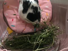 -菲尔斯特宠物医院