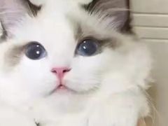 -瑞派宠物医院(搏威敦和院)