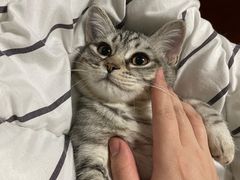 -纳吉亚猫专科动物医院博雅分院