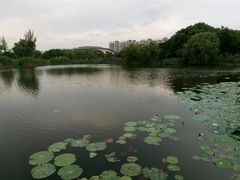 -新江湾城公园