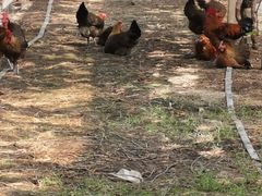 -马陆小张葡萄园农家乐