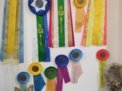 -Husky Go! 哈士奇体验馆·宠物咖啡厅狗咖