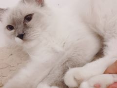 -豆老板的猫咖啡(碑林博物馆店)